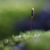 Sporophyte